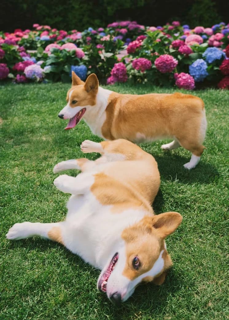 A corgi resting in the sun at KOVA Sonoma
