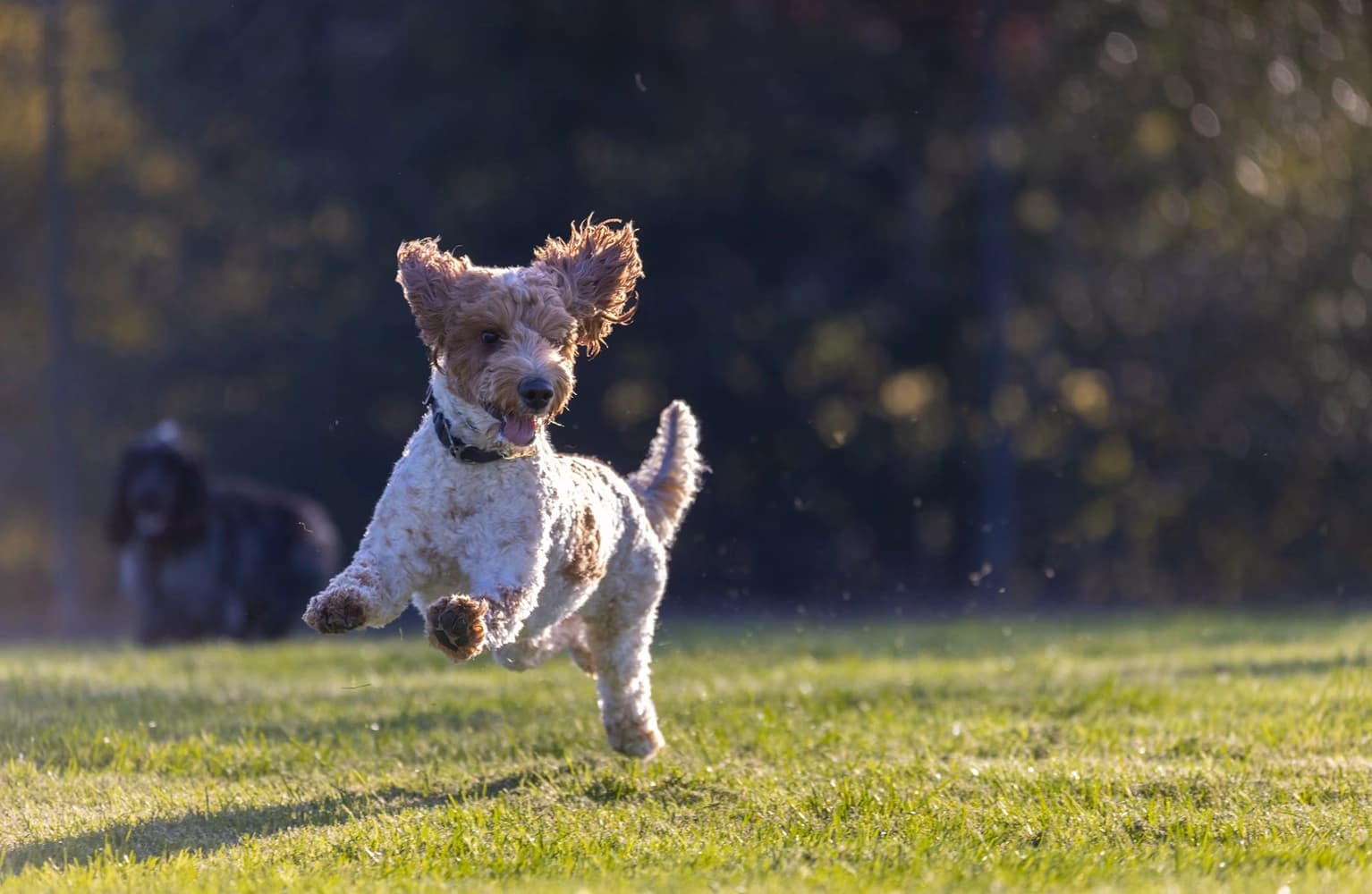 Dogs playing on the grounds