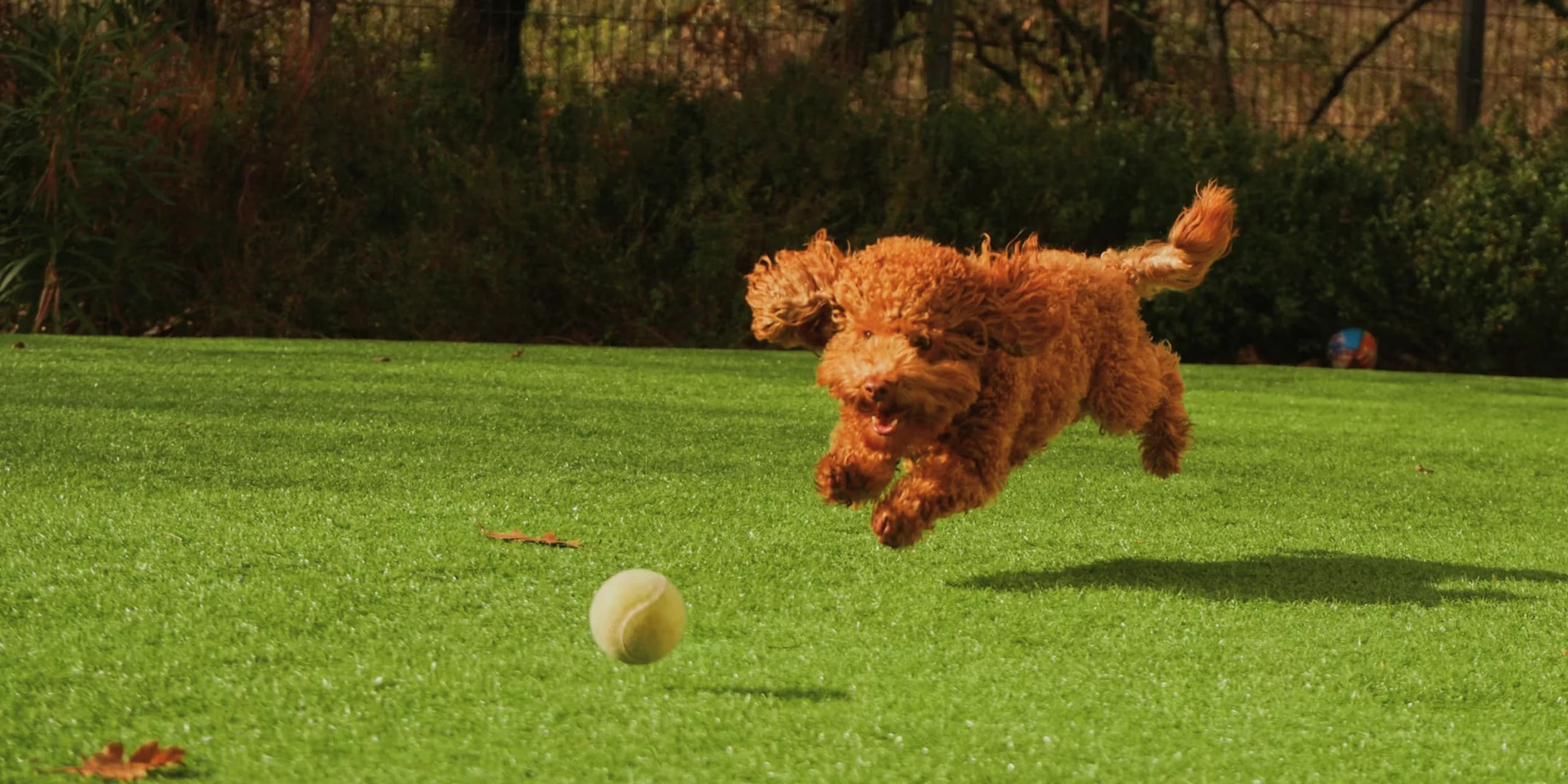 Duke bounding across the lawn after a tennis ball