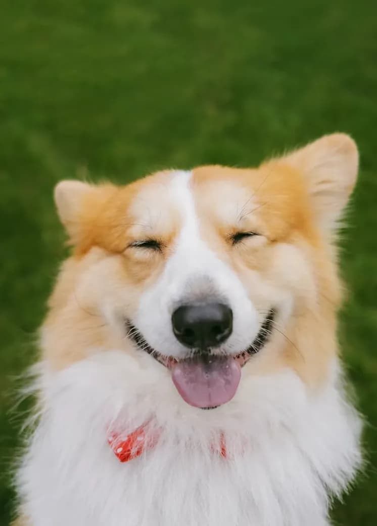 Duke, a smiling corgi, at KOVA Sonoma