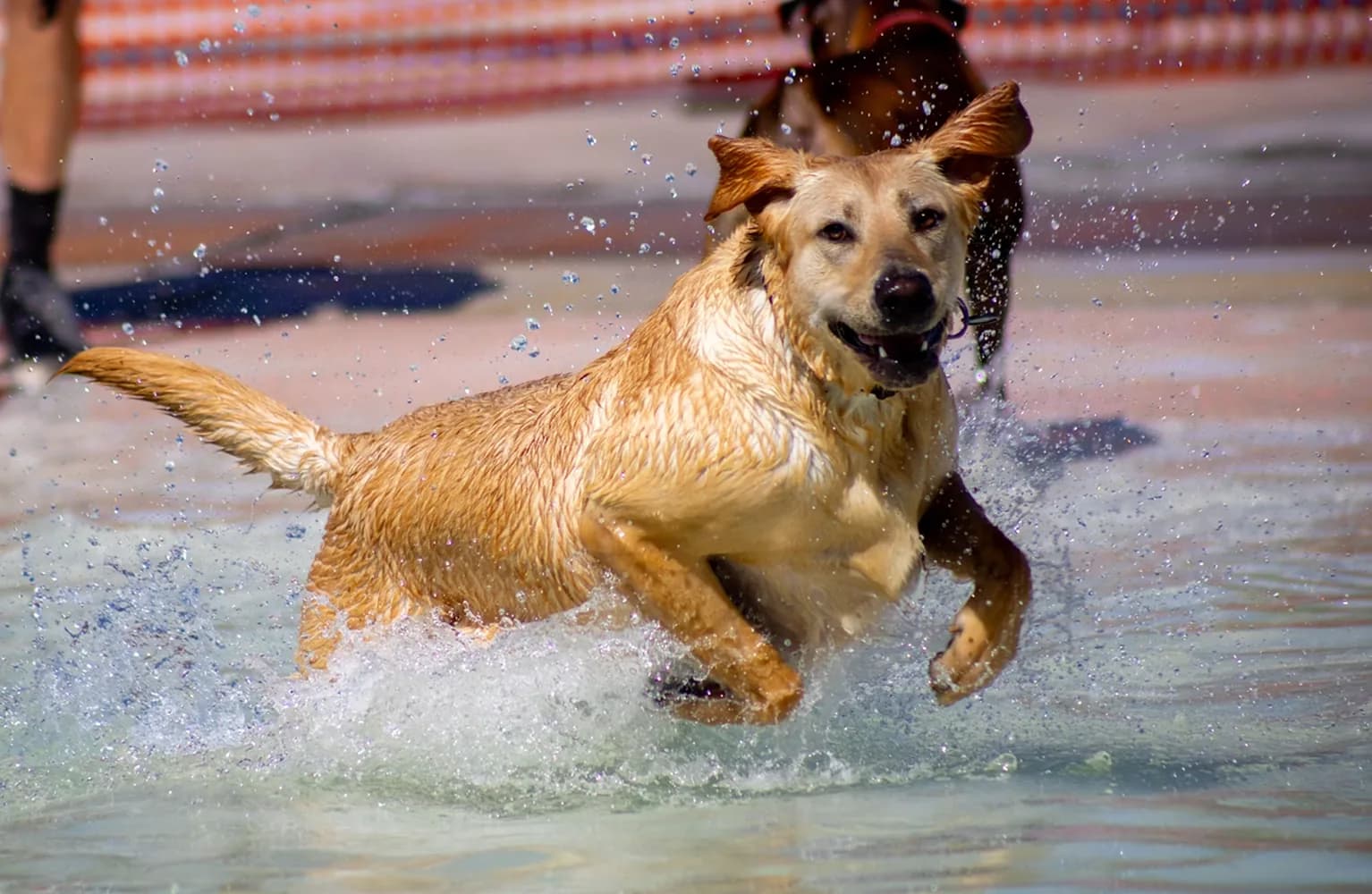 A dog leaping through the water