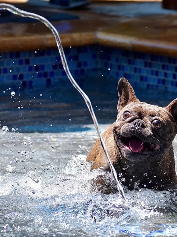 A dog splashing after a jet of water