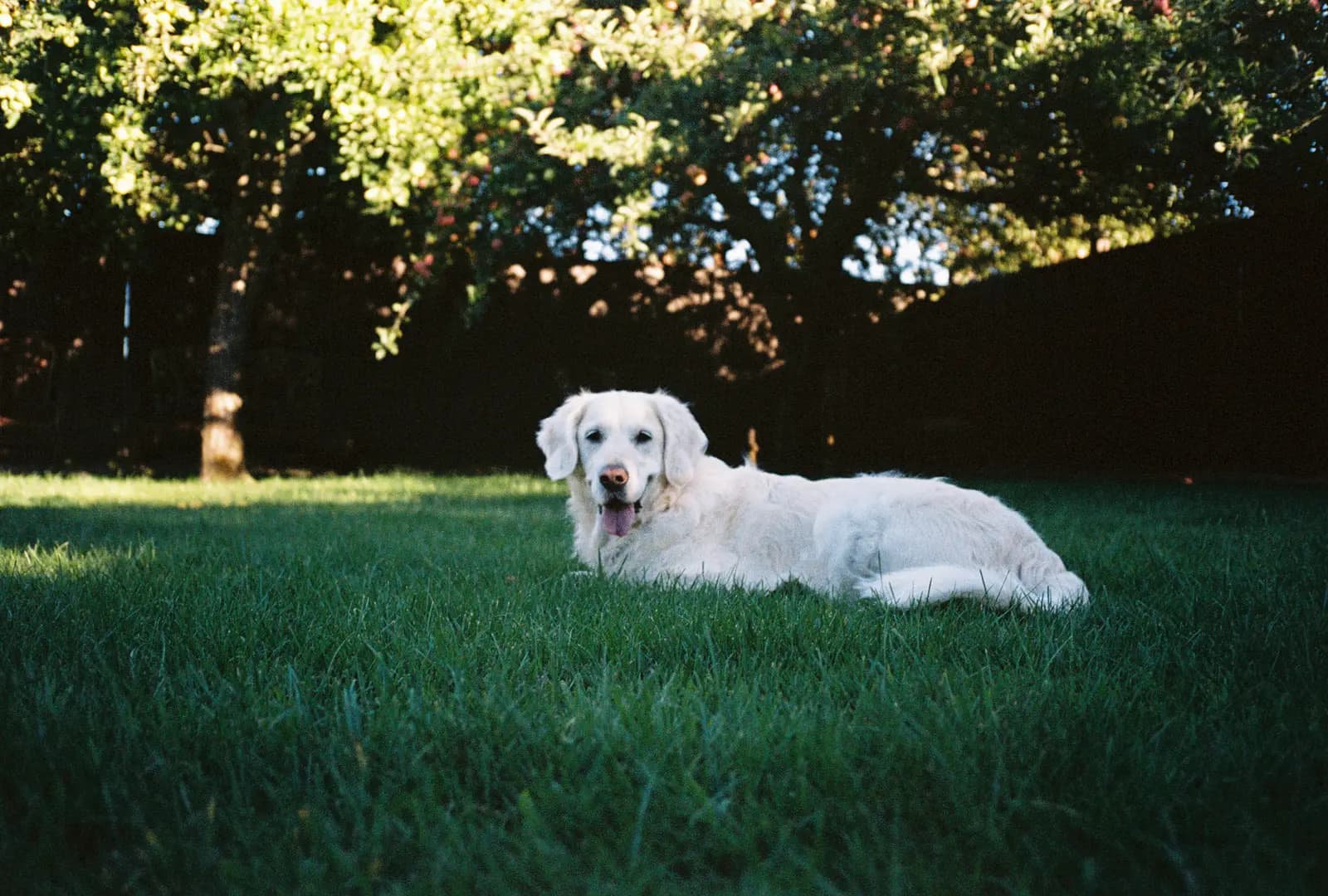 A golden retriever resting in the shade of an apple tree
