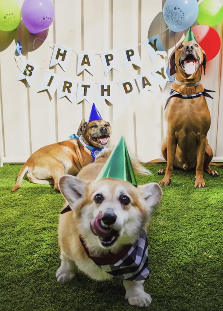 Dogs at a birthday party