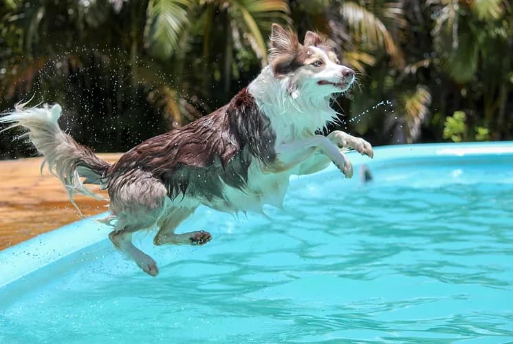 A dog jumping into the pool