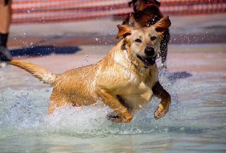 A golden dog splashing in the pool