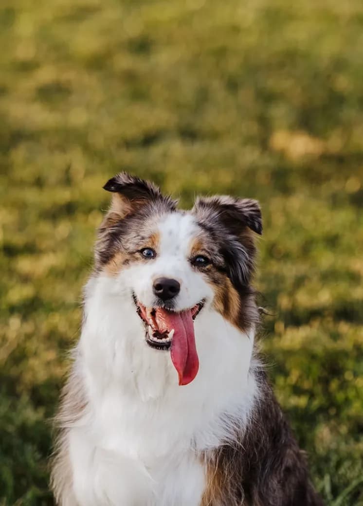 An Australian shepherd smiling