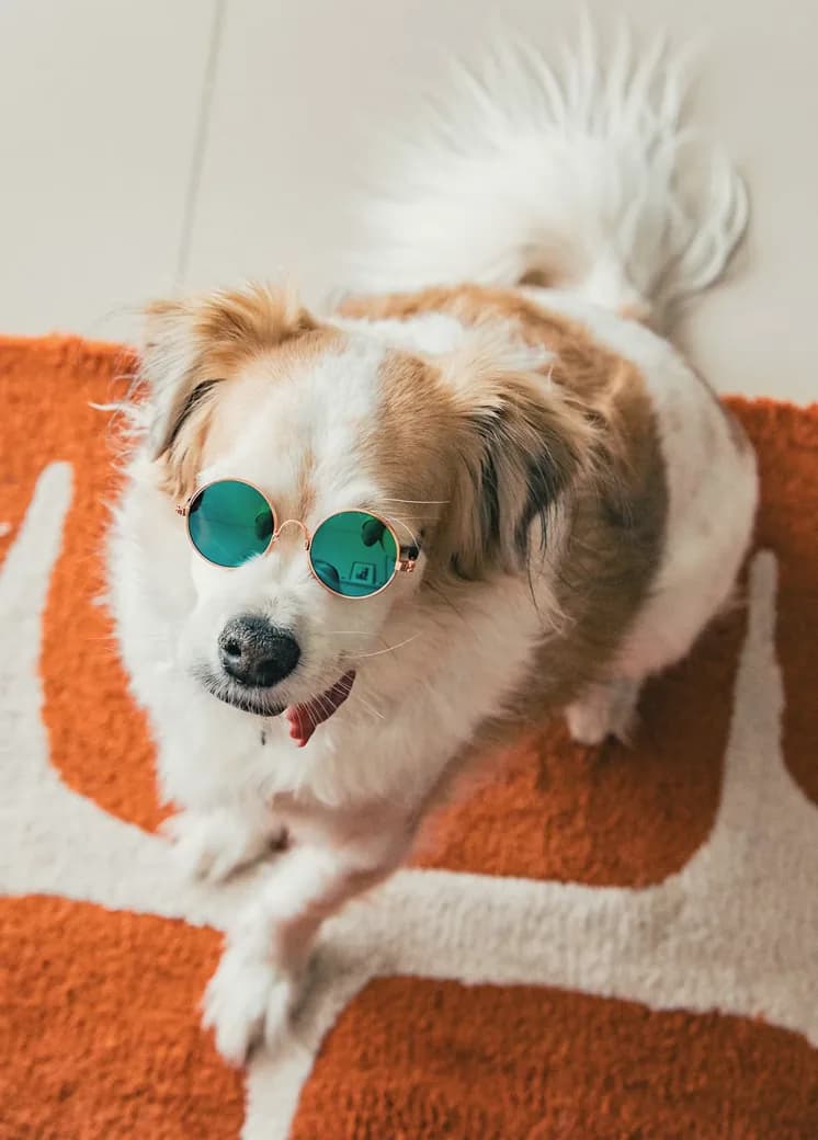 A dog relaxing in a private room