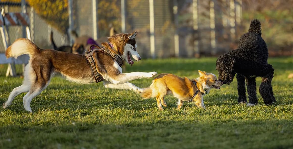 Dogs playing together on the grass