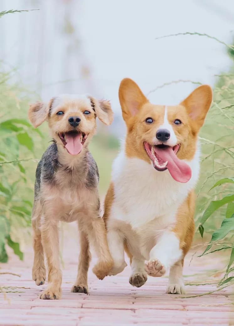 Two dogs resting together in the sun