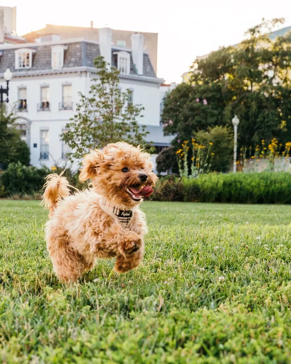 A poodle running across the grass at KOVA Sonoma