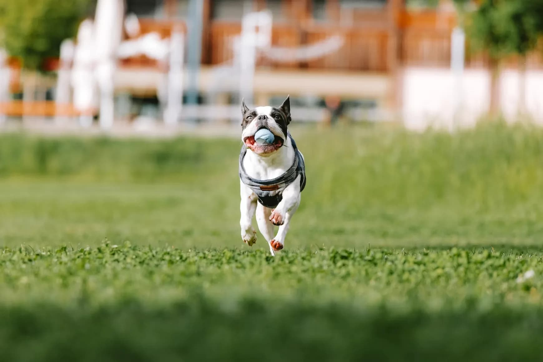 A dog fetching a ball mid-run at KOVA Sonoma