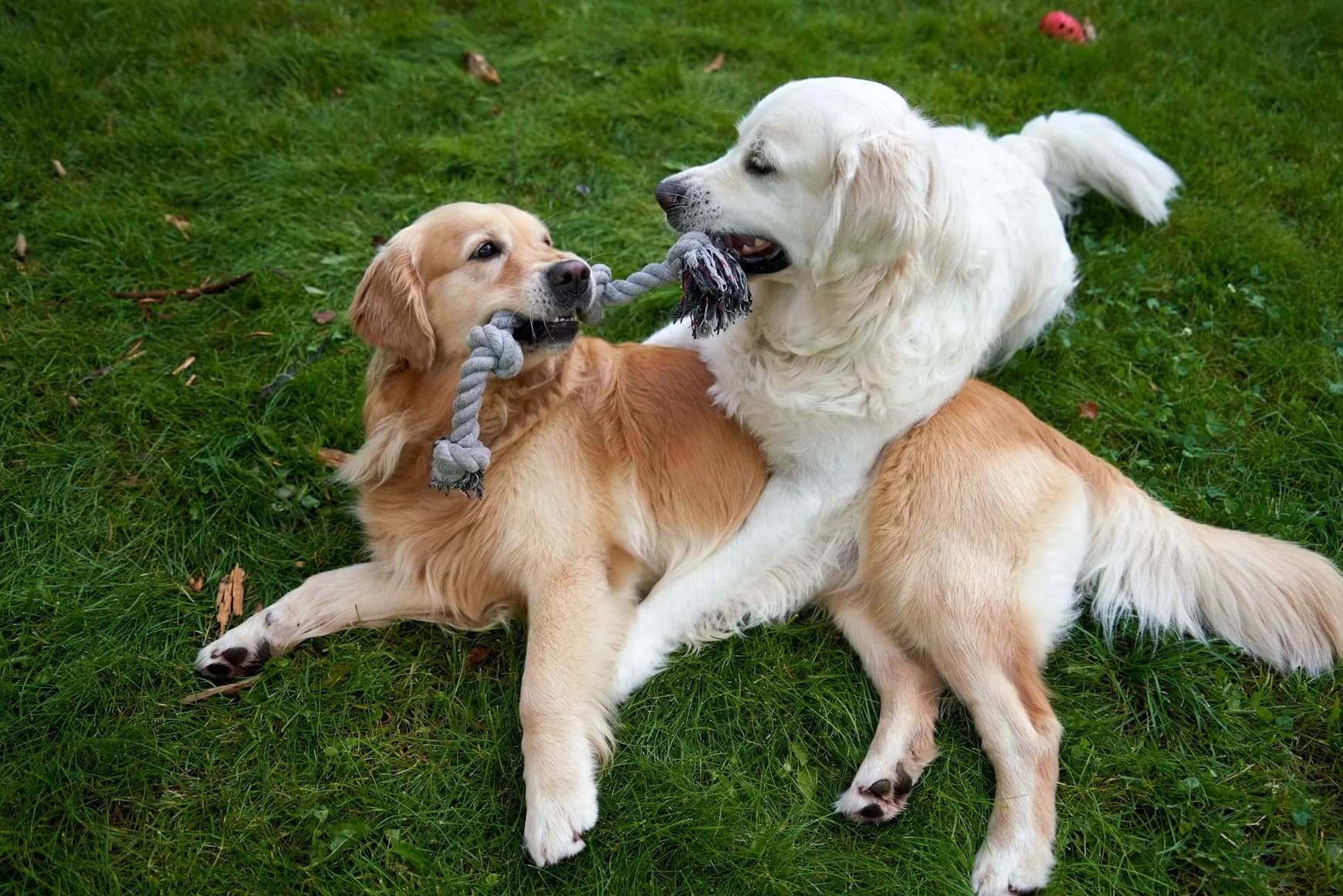 Two dogs playing tug with a rope toy at KOVA Sonoma
