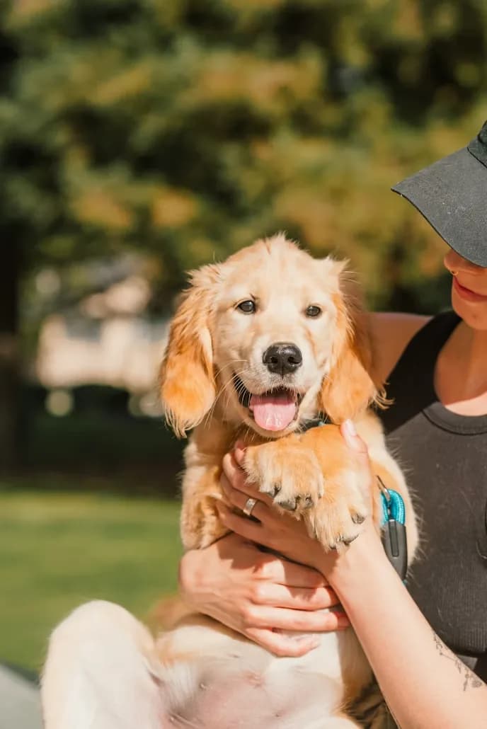 A staff member holding a puppy at KOVA Sonoma